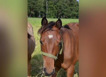 American Quarter Horse, Mare, 1 year, 15.1 hh, Smoky-Black