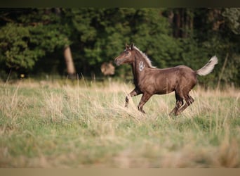 American Quarter Horse, Mare, 1 year, 15,1 hh