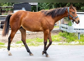 American Quarter Horse, Mare, 1 year, 15.2 hh, Brown