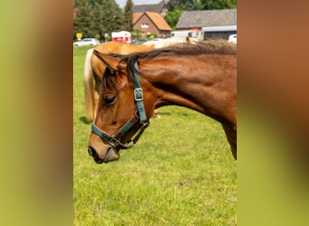 American Quarter Horse, Mare, 1 year, 15.2 hh, Brown