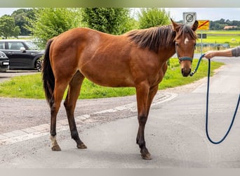 American Quarter Horse, Mare, 1 year, 15.2 hh, Brown