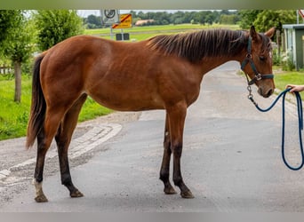 American Quarter Horse, Mare, 1 year, 15.2 hh, Brown