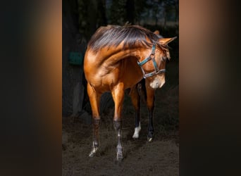 American Quarter Horse, Mare, 1 year, 15.2 hh, Brown