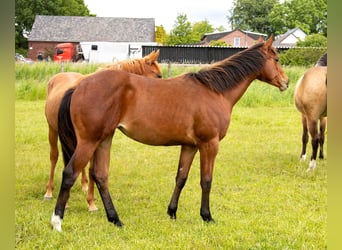 American Quarter Horse, Mare, 1 year, 15.2 hh, Brown