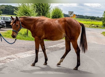 American Quarter Horse, Mare, 1 year, 15.2 hh, Brown