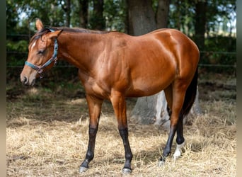 American Quarter Horse, Mare, 1 year, 15.2 hh, Brown
