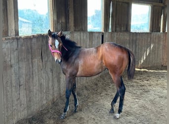 American Quarter Horse, Mare, 1 year, 15.2 hh, Brown American Quarter Horse, Mare, 1 year, 15.2 hh, Brown