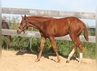 American Quarter Horse, Mare, 1 year, 15.2 hh, Chestnut-Red