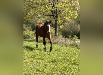 American Quarter Horse, Mare, 1 year, 15 hh, Brown