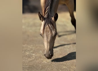 American Quarter Horse, Mare, 1 year, 15 hh, Buckskin