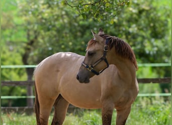 American Quarter Horse, Mare, 1 year, 15 hh, Buckskin