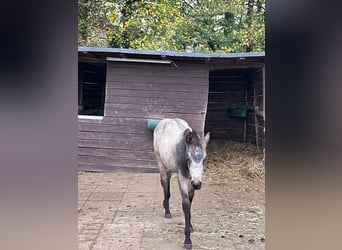 American Quarter Horse, Mare, 1 year, 15 hh, Buckskin