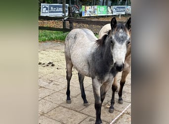 American Quarter Horse, Mare, 1 year, 15 hh, Buckskin