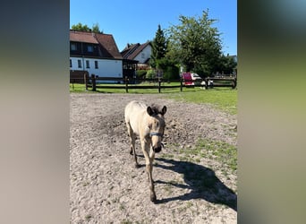 American Quarter Horse, Mare, 1 year, 15 hh, Buckskin