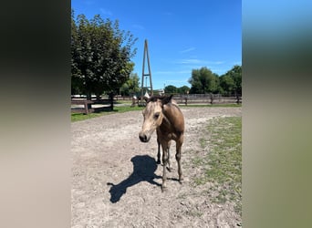 American Quarter Horse, Mare, 1 year, 15 hh, Buckskin