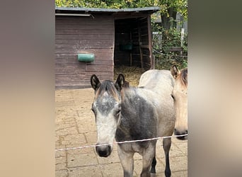 American Quarter Horse, Mare, 1 year, 15 hh, Buckskin