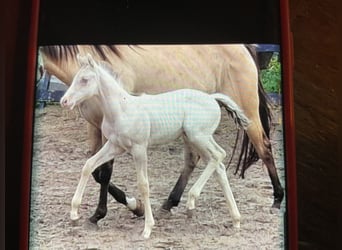 American Quarter Horse, Mare, 1 year, 15 hh, Champagne