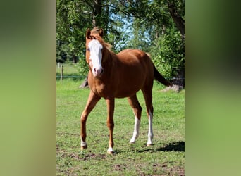 American Quarter Horse, Mare, 1 year, 15 hh, Chestnut-Red