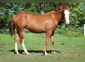 American Quarter Horse, Mare, 1 year, 15 hh, Chestnut-Red