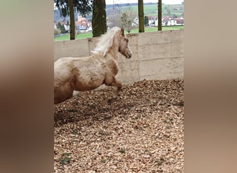 American Quarter Horse, Mare, 1 year, 15 hh, Palomino