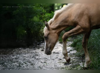 American Quarter Horse, Mare, 1 year, 15 hh, Palomino