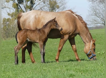 American Quarter Horse, Mare, 1 year, 15 hh, Roan-Bay