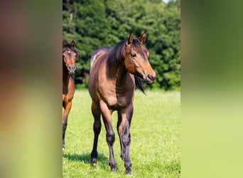 American Quarter Horse, Mare, 1 year, 15 hh, Roan-Bay