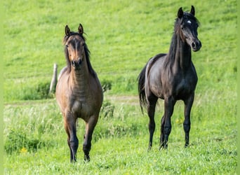 American Quarter Horse, Mare, 1 year, 15 hh, Roan-Bay