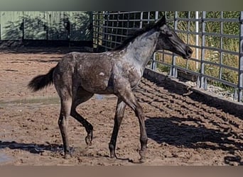 American Quarter Horse, Mare, 1 year, 15 hh, Roan-Blue