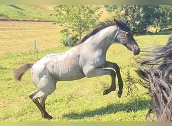 American Quarter Horse, Mare, 1 year, 15 hh, Roan-Blue