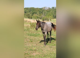 American Quarter Horse, Mare, 1 year, 15 hh, Roan-Blue