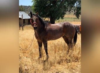 American Quarter Horse, Mare, 1 year, 15 hh, Sorrel