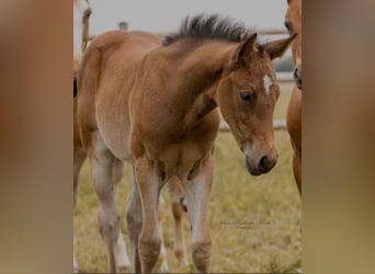 American Quarter Horse, Mare, 1 year, 15,1 hh, Bay-Dark