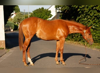 American Quarter Horse, Mare, 1 year, 15,1 hh, Chestnut-Red