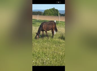 American Quarter Horse, Mare, 1 year, 15,2 hh, Brown