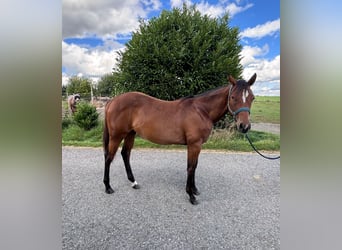 American Quarter Horse, Mare, 1 year, 15,2 hh, Brown
