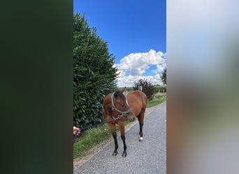 American Quarter Horse, Mare, 1 year, 15,2 hh, Brown