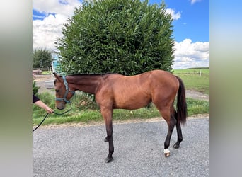 American Quarter Horse, Mare, 1 year, 15,2 hh, Brown