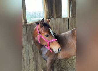 American Quarter Horse, Mare, 1 year, 15,2 hh, Brown