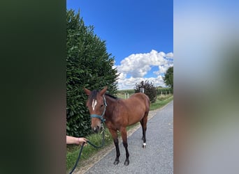 American Quarter Horse, Mare, 1 year, 15,2 hh, Brown