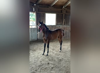 American Quarter Horse, Mare, 1 year, 15,2 hh, Brown