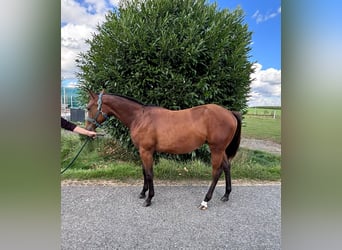 American Quarter Horse, Mare, 1 year, 15,2 hh, Brown