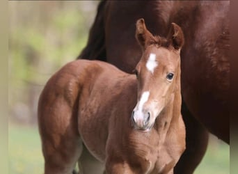 American Quarter Horse, Mare, 1 year, 15,2 hh, Chestnut-Red