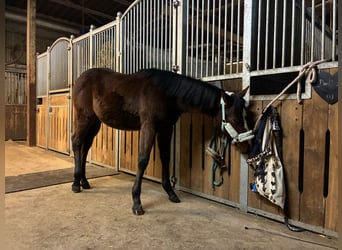 American Quarter Horse, Mare, 1 year, 15,3 hh, Brown