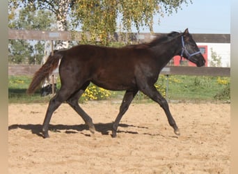 American Quarter Horse, Mare, 1 year, 16 hh, Black