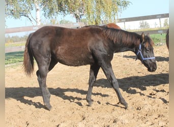 American Quarter Horse, Mare, 1 year, 16 hh, Black