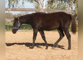 American Quarter Horse, Mare, 1 year, 16 hh, Black