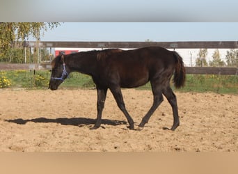 American Quarter Horse, Mare, 1 year, 16 hh, Black