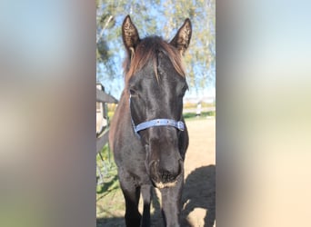 American Quarter Horse, Mare, 1 year, 16 hh, Black