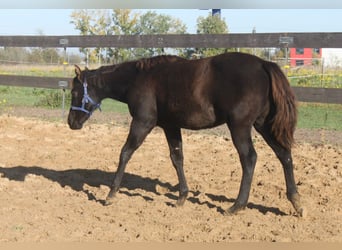 American Quarter Horse, Mare, 1 year, 16 hh, Black